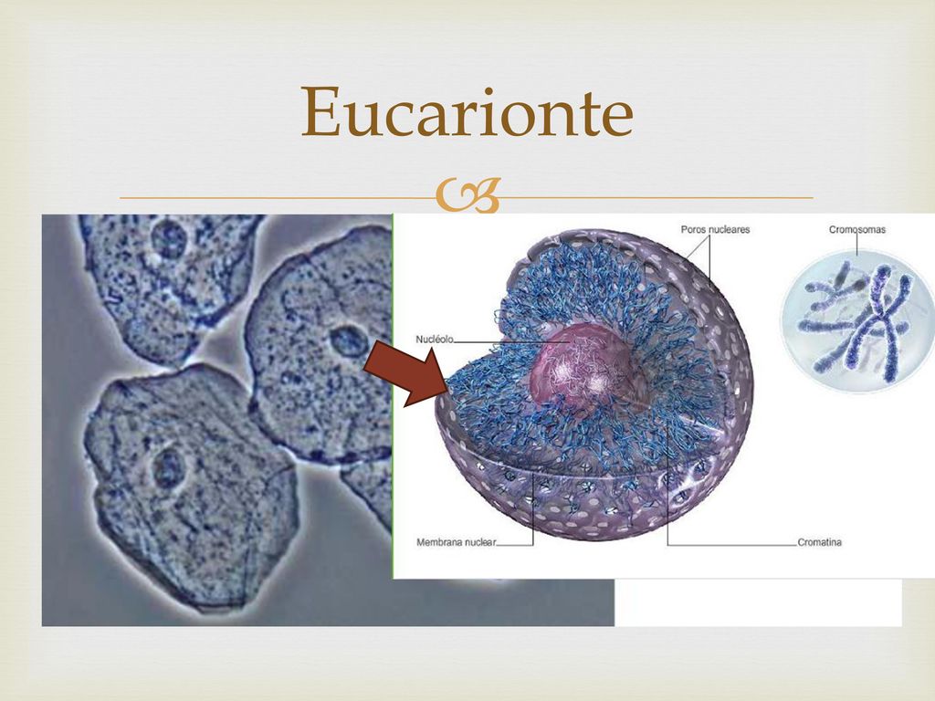Eucarionte Tiene el material genético envuelto en una membrana llamada núcleo