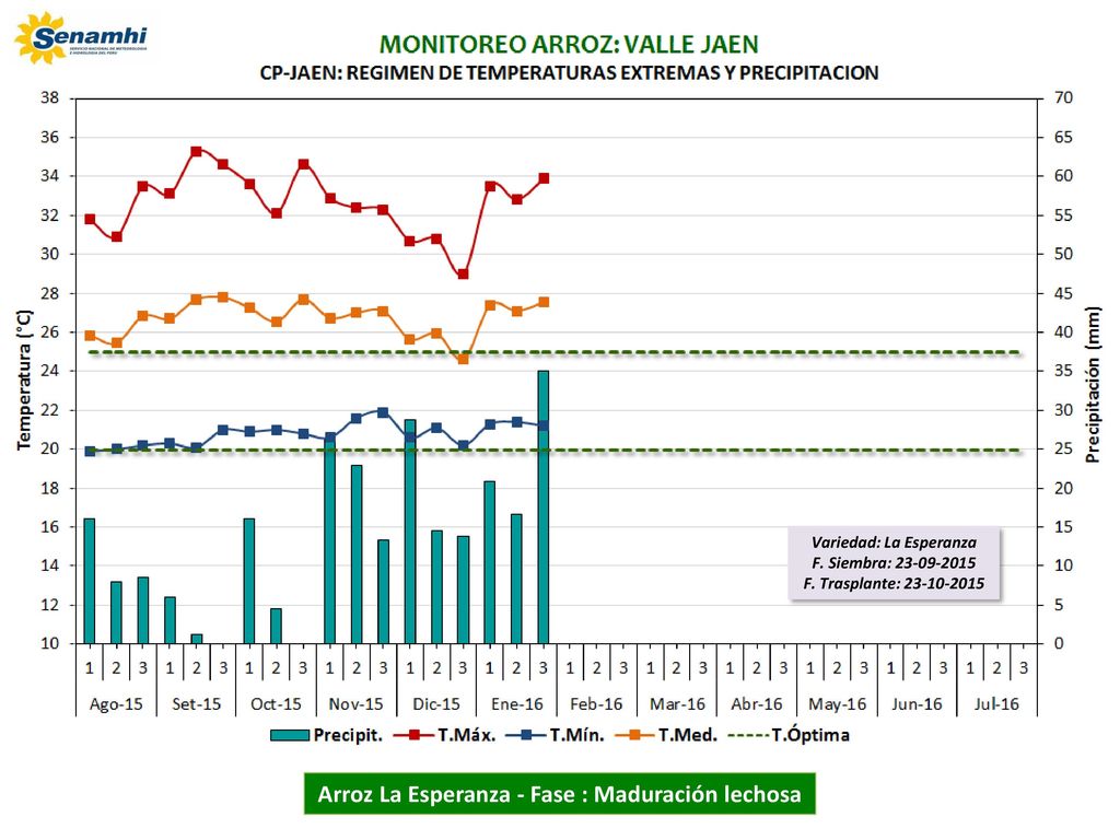 Variedad: La Esperanza Arroz La Esperanza - Fase : Maduración lechosa