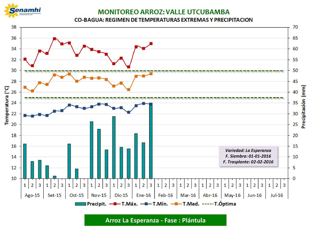 Variedad: La Esperanza Arroz La Esperanza - Fase : Plántula