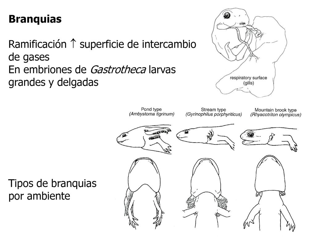 Branquias Ramificación  superficie de intercambio de gases. En embriones de Gastrotheca larvas grandes y delgadas.