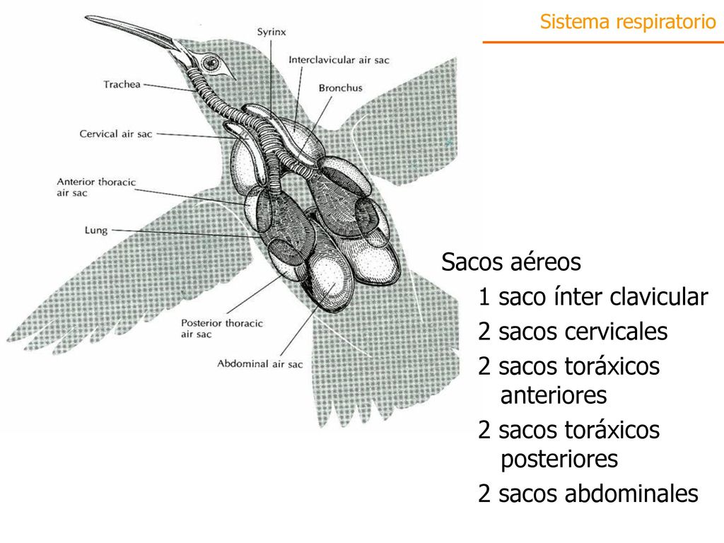 2 sacos toráxicos anteriores 2 sacos toráxicos posteriores