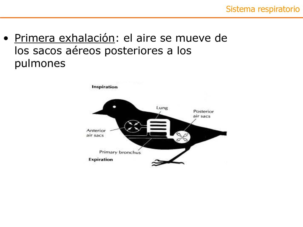 Sistema respiratorio Primera exhalación: el aire se mueve de los sacos aéreos posteriores a los pulmones.