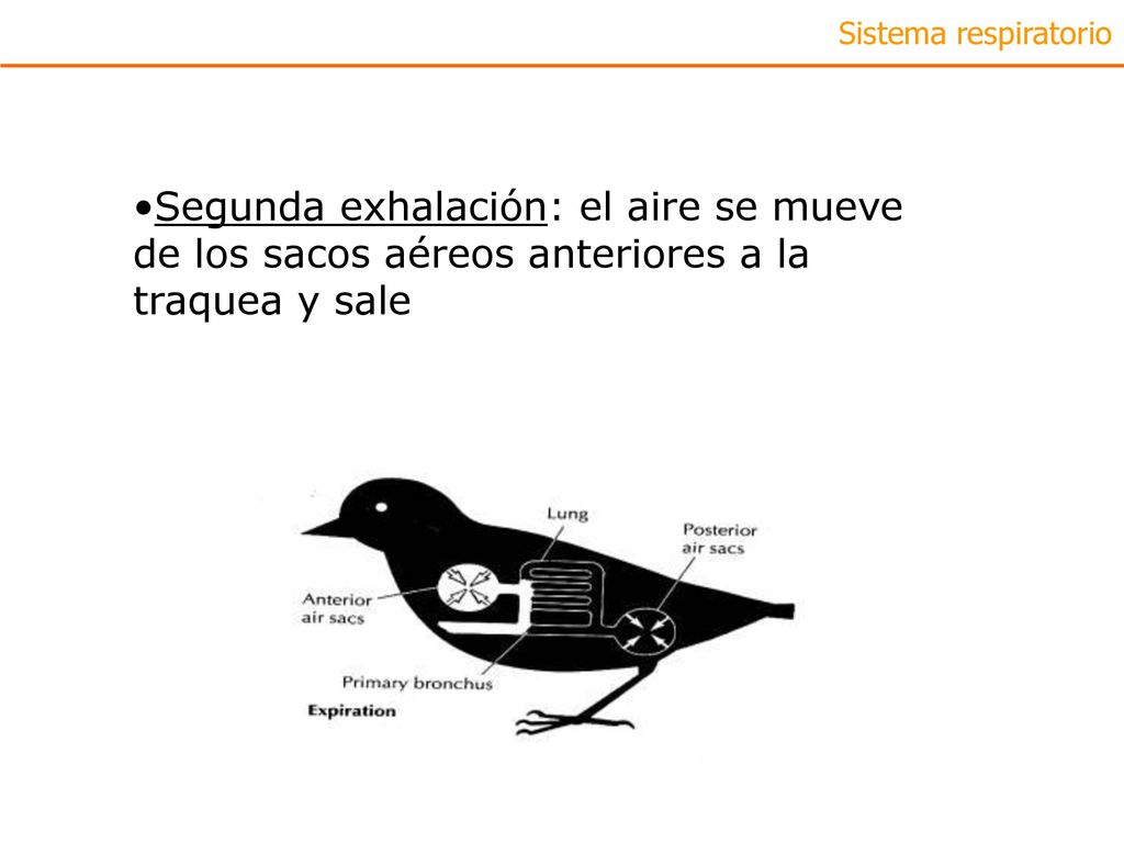 Sistema respiratorio Segunda exhalación: el aire se mueve de los sacos aéreos anteriores a la traquea y sale.