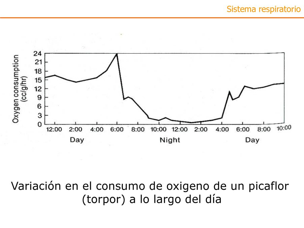 Variación en el consumo de oxigeno de un picaflor