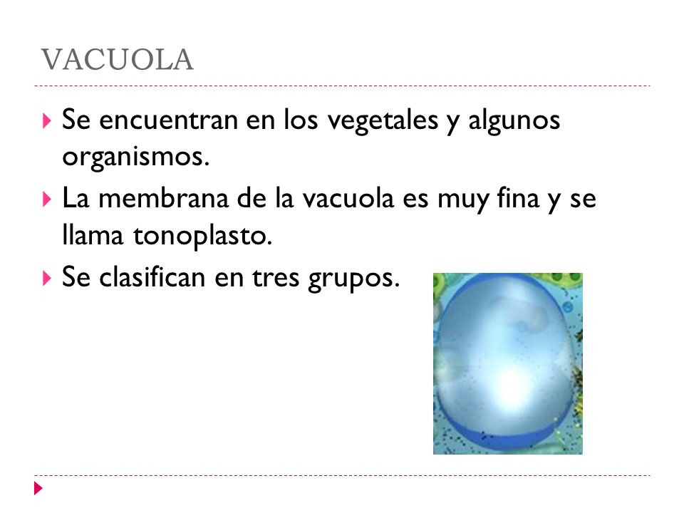 VACUOLA Se encuentran en los vegetales y algunos organismos. La membrana de la vacuola es muy fina y se llama tonoplasto.