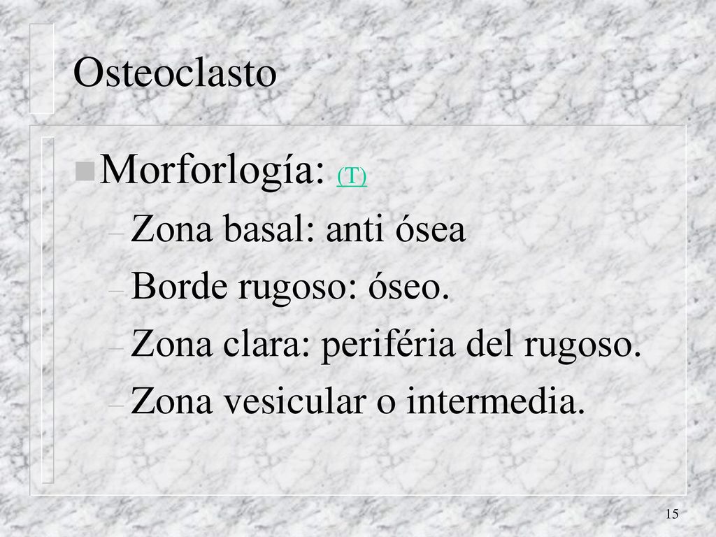 Osteoclasto Morforlogía: (T) Zona basal: anti ósea Borde rugoso: óseo.