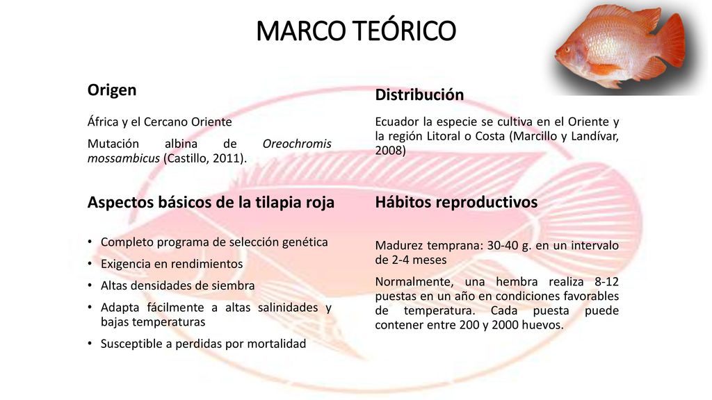 MARCO TEÓRICO Origen Distribución Aspectos básicos de la tilapia roja