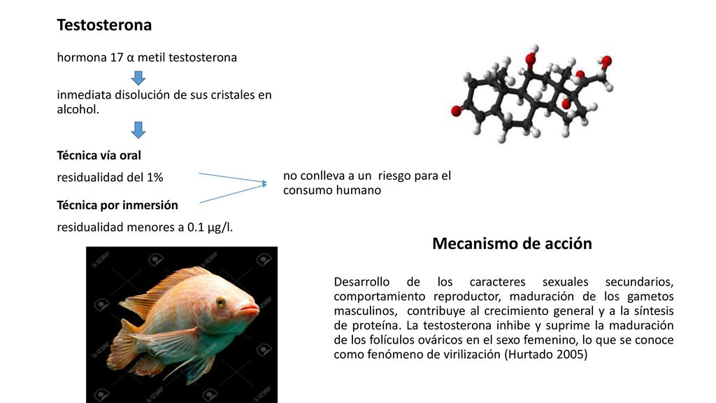Testosterona Mecanismo de acción hormona 17 α metil testosterona