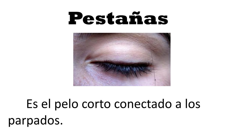 Pestañas Es el pelo corto conectado a los parpados.