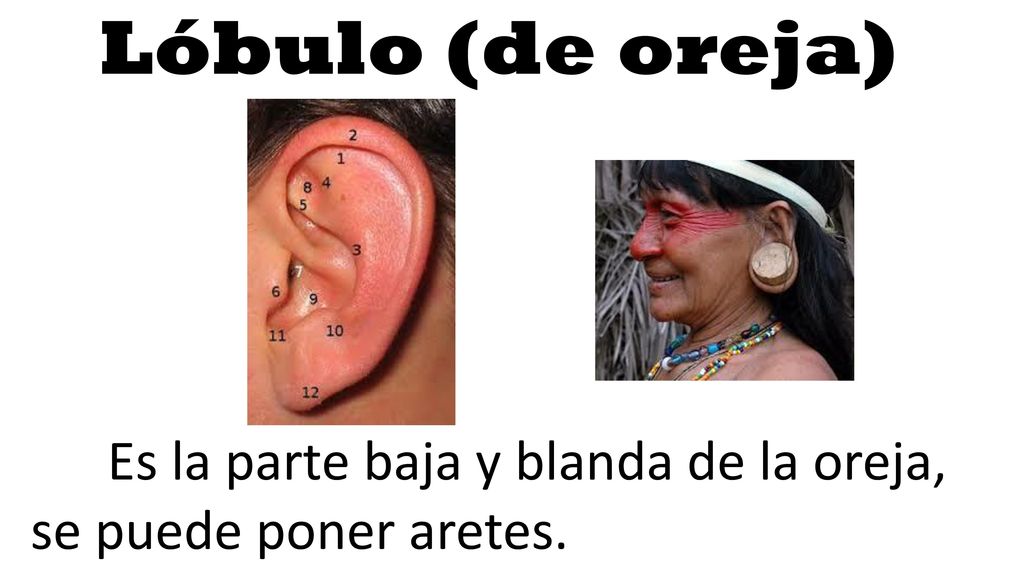 Lóbulo (de oreja) Es la parte baja y blanda de la oreja, se puede poner aretes.