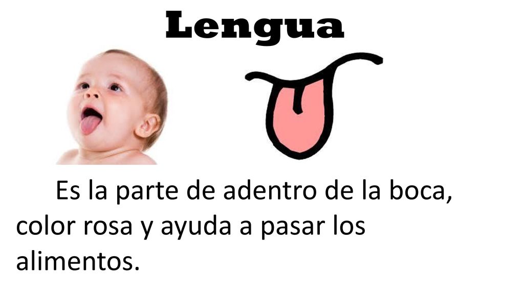 Lengua Es la parte de adentro de la boca, color rosa y ayuda a pasar los alimentos.