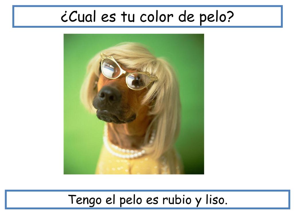 ¿Cual es tu color de pelo