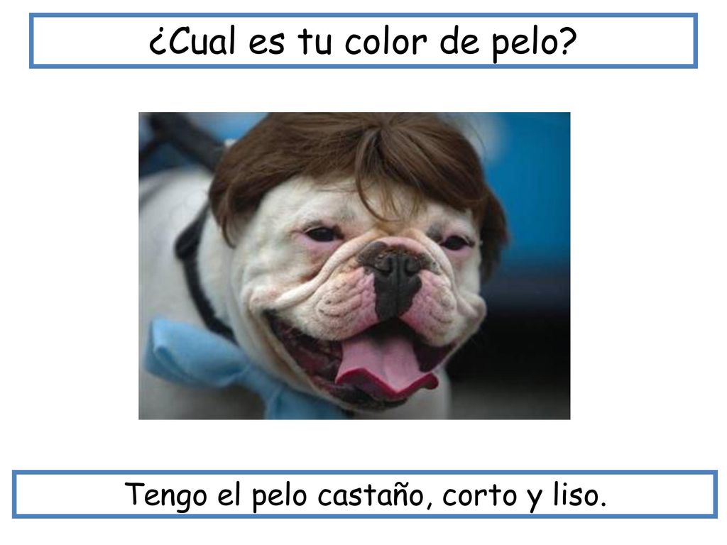 ¿Cual es tu color de pelo