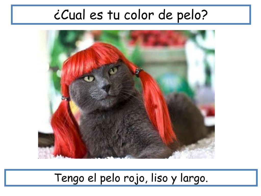 ¿Cual es tu color de pelo