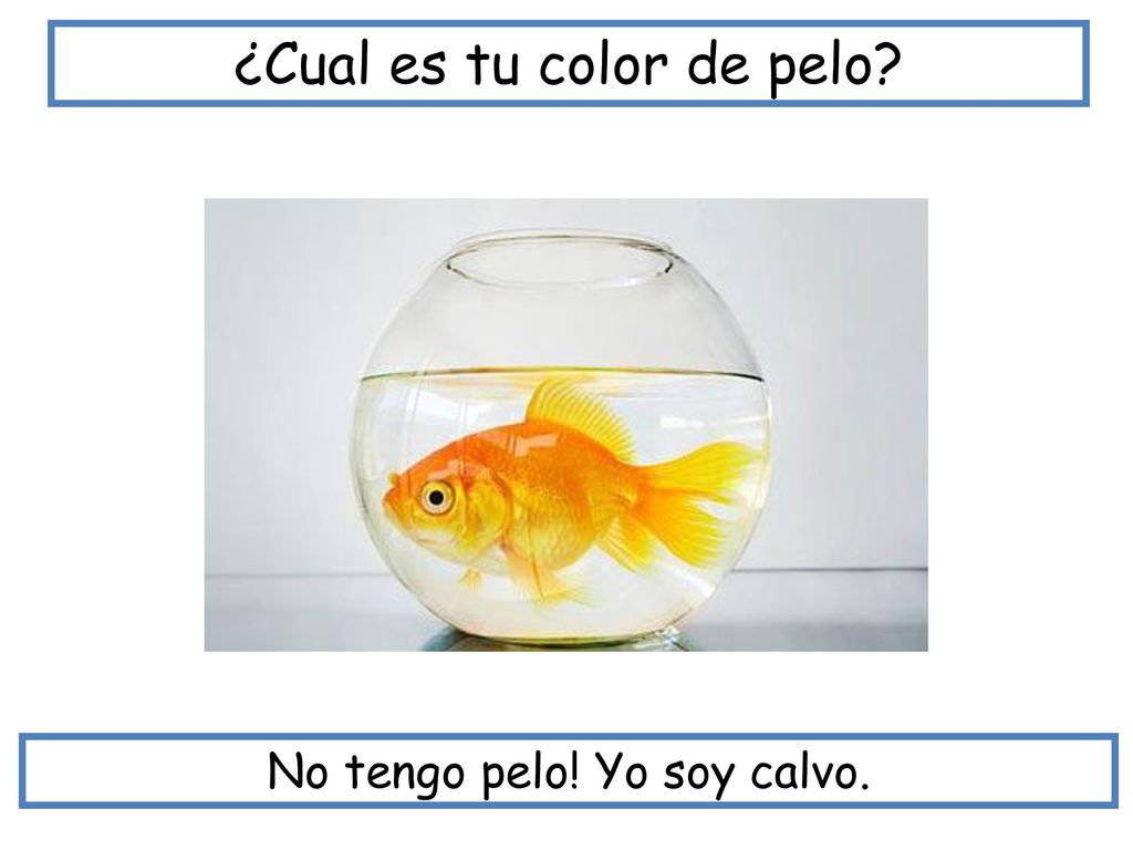 ¿Cual es tu color de pelo