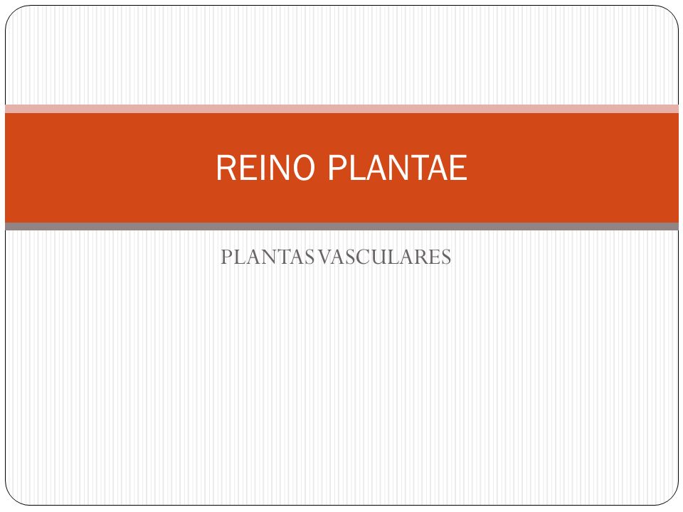REINO PLANTAE PLANTAS VASCULARES
