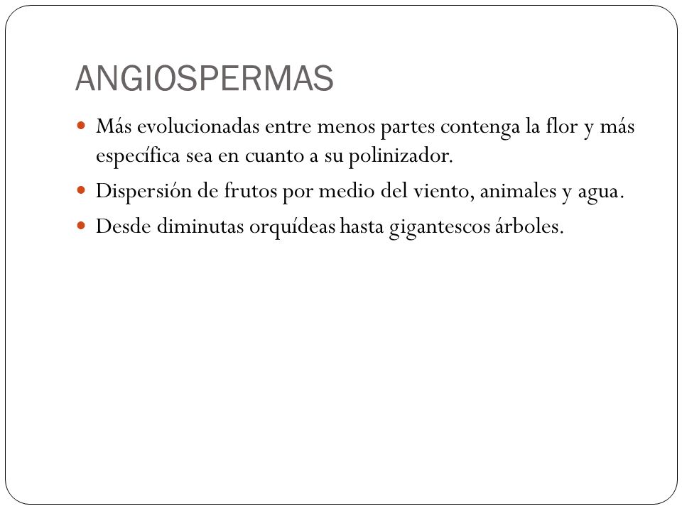 ANGIOSPERMAS Más evolucionadas entre menos partes contenga la flor y más específica sea en cuanto a su polinizador.