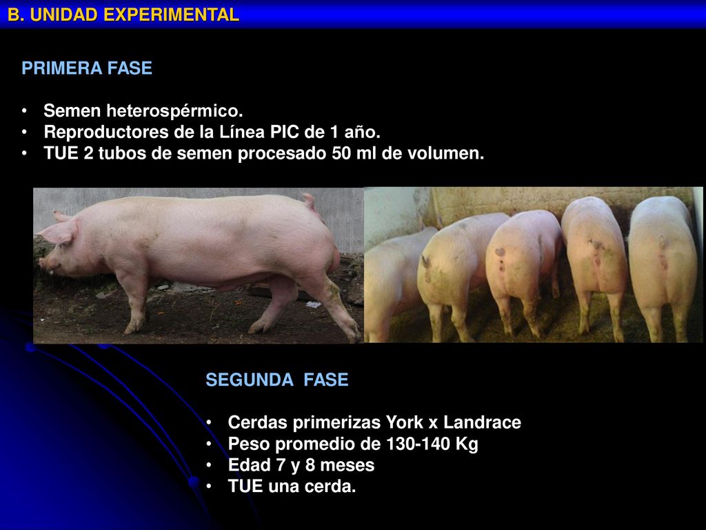 B. UNIDAD EXPERIMENTAL PRIMERA FASE. Semen heterospérmico. Reproductores de la Línea PIC de 1 año.