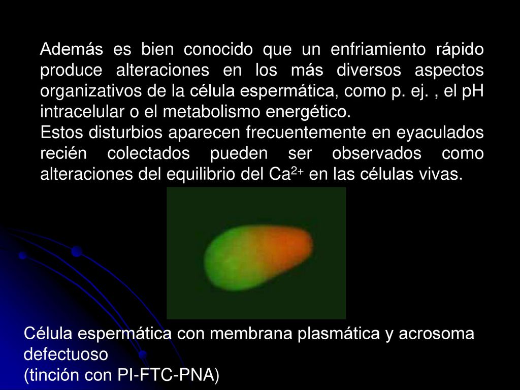 Además es bien conocido que un enfriamiento rápido produce alteraciones en los más diversos aspectos organizativos de la célula espermática, como p. ej. , el pH intracelular o el metabolismo energético.