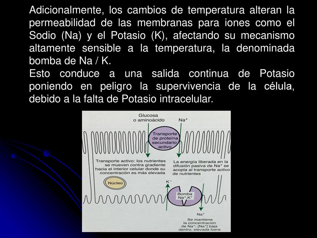 Adicionalmente, los cambios de temperatura alteran la permeabilidad de las membranas para iones como el Sodio (Na) y el Potasio (K), afectando su mecanismo altamente sensible a la temperatura, la denominada bomba de Na / K.