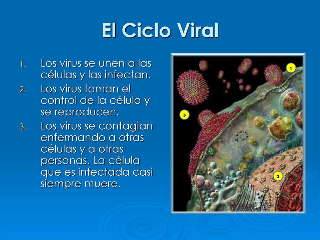 El Ciclo Viral Los virus se unen a las células y las infectan.