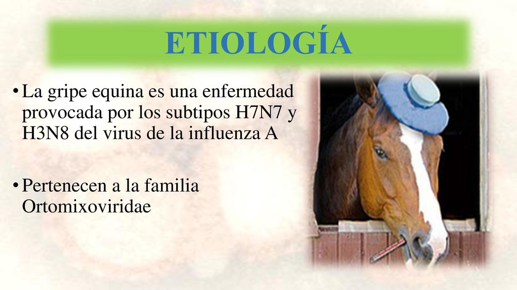 ETIOLOGÍA La gripe equina es una enfermedad provocada por los subtipos H7N7 y H3N8 del virus de la influenza A.