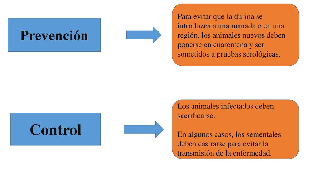 Para evitar que la durina se introduzca a una manada o en una región, los animales nuevos deben ponerse en cuarentena y ser sometidos a pruebas serológicas.