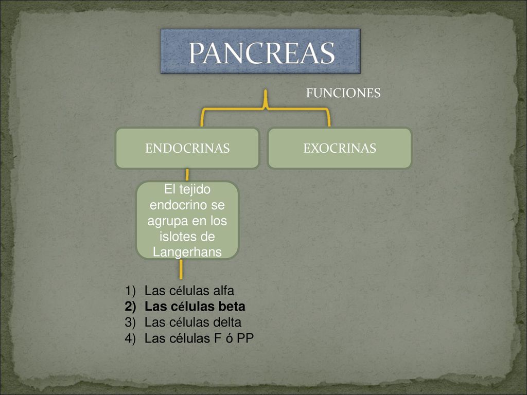 El tejido endocrino se agrupa en los islotes de Langerhans
