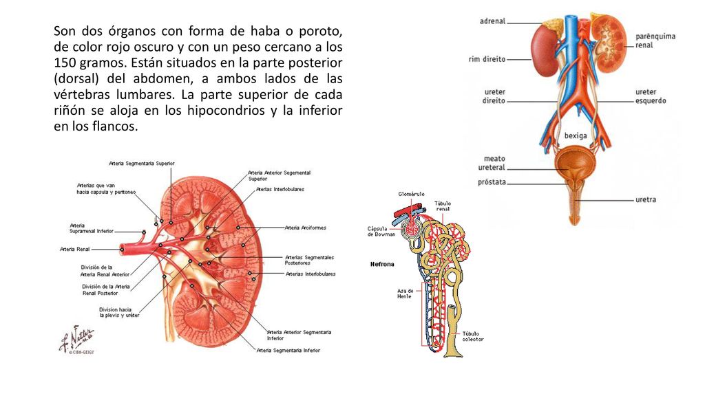 Son dos órganos con forma de haba o poroto, de color rojo oscuro y con un peso cercano a los 150 gramos.