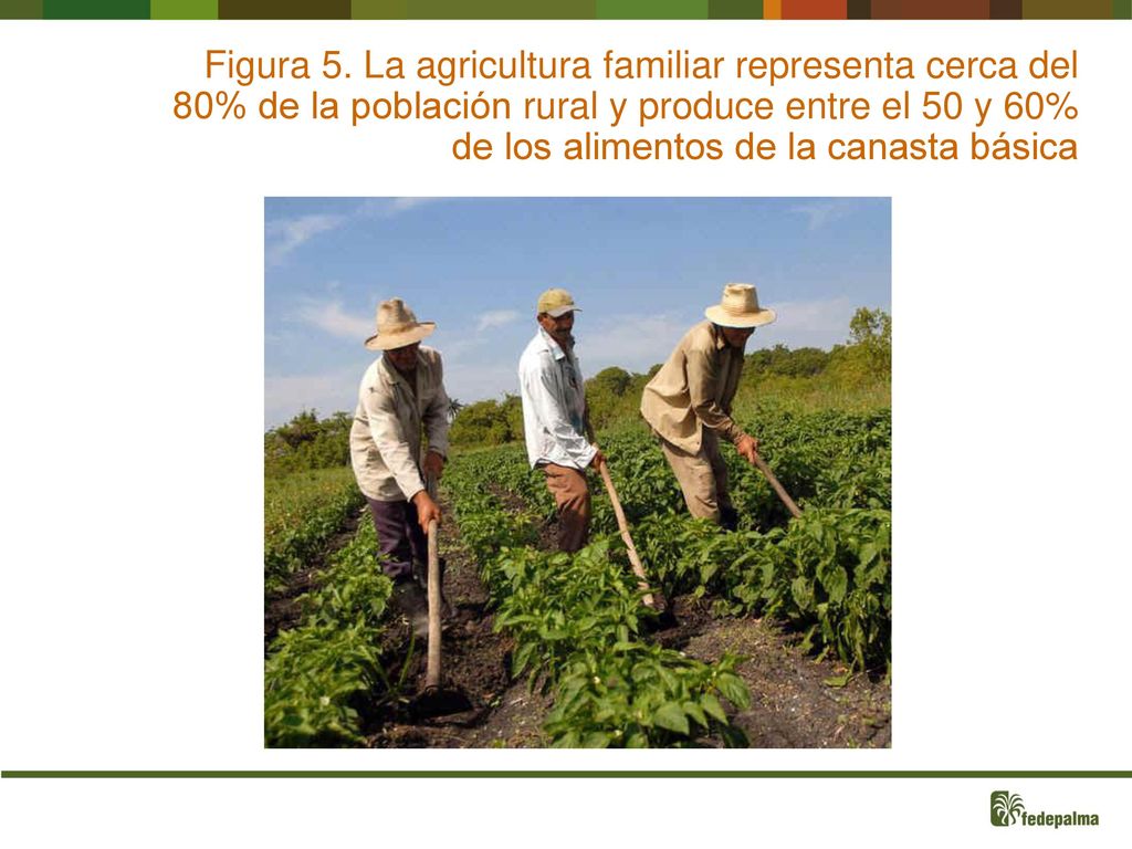 Figura 5. La agricultura familiar representa cerca del 80% de la población rural y produce entre el 50 y 60%