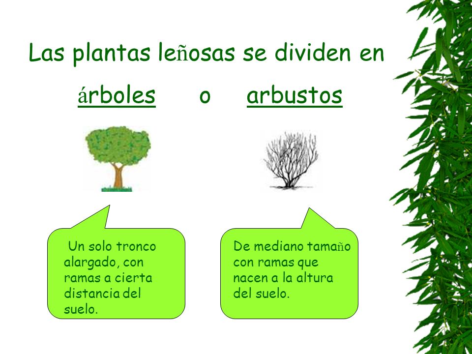 Las plantas leñosas se dividen en árboles o arbustos