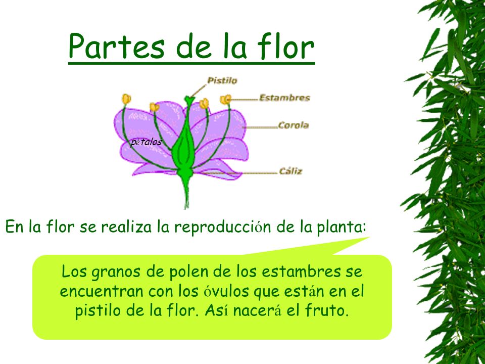 Partes de la flor En la flor se realiza la reproducción de la planta: