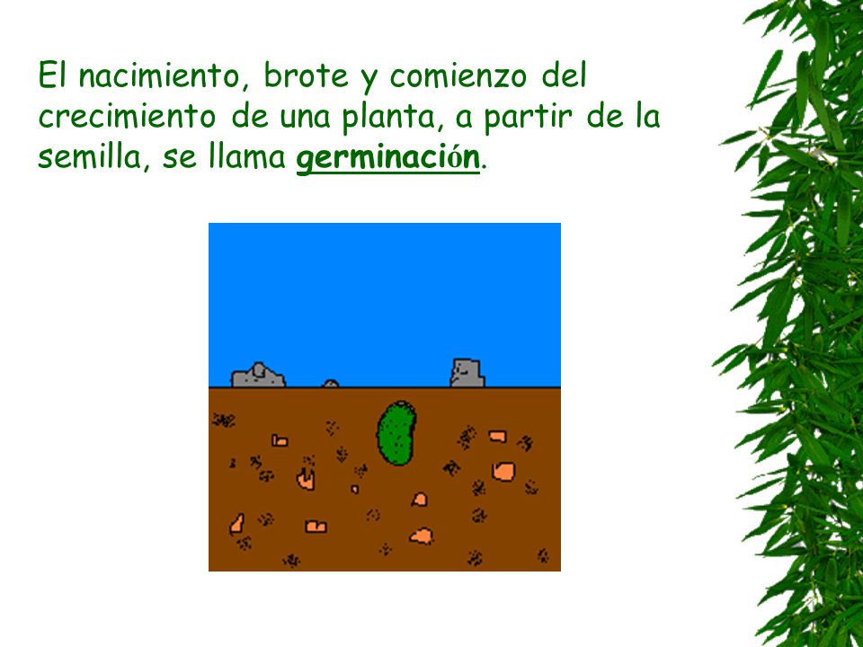 El nacimiento, brote y comienzo del crecimiento de una planta, a partir de la semilla, se llama germinación.