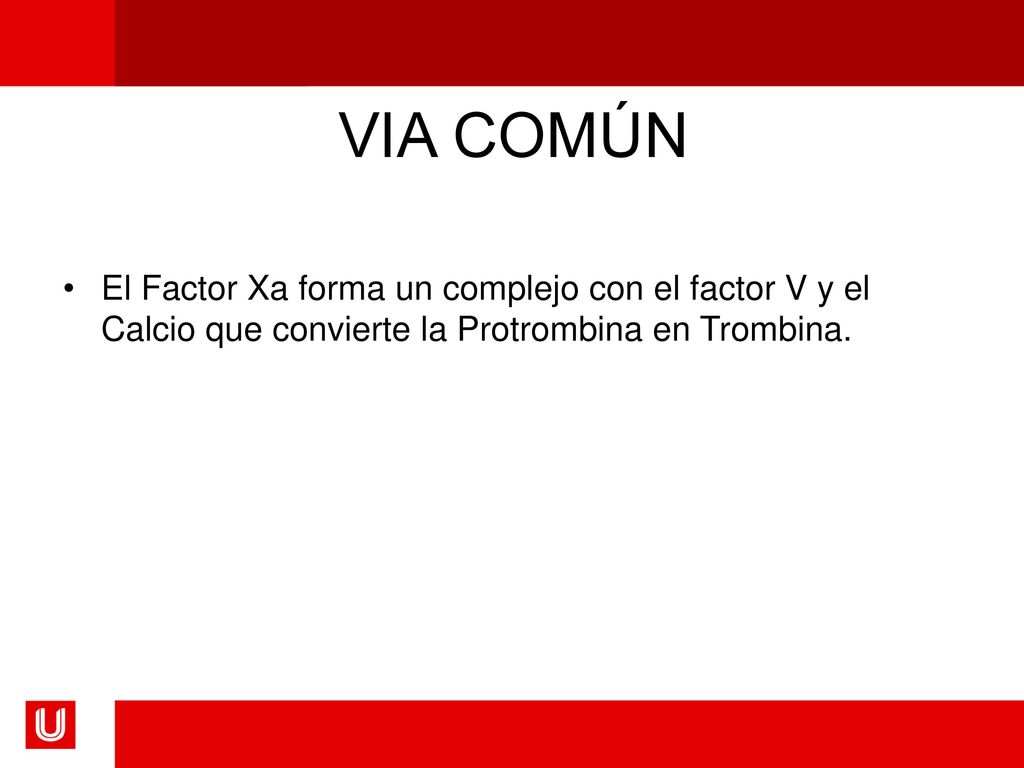 VIA COMÚN El Factor Xa forma un complejo con el factor V y el Calcio que convierte la Protrombina en Trombina.