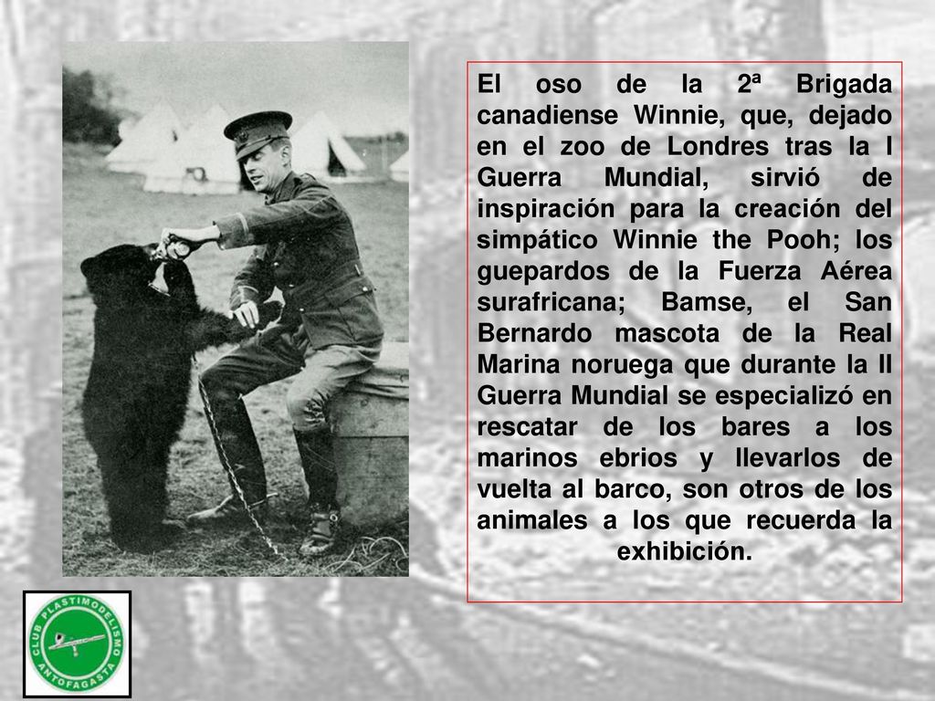 El oso de la 2ª Brigada canadiense Winnie, que, dejado en el zoo de Londres tras la I Guerra Mundial, sirvió de inspiración para la creación del simpático Winnie the Pooh; los guepardos de la Fuerza Aérea surafricana; Bamse, el San Bernardo mascota de la Real Marina noruega que durante la II Guerra Mundial se especializó en rescatar de los bares a los marinos ebrios y llevarlos de vuelta al barco, son otros de los animales a los que recuerda la exhibición.
