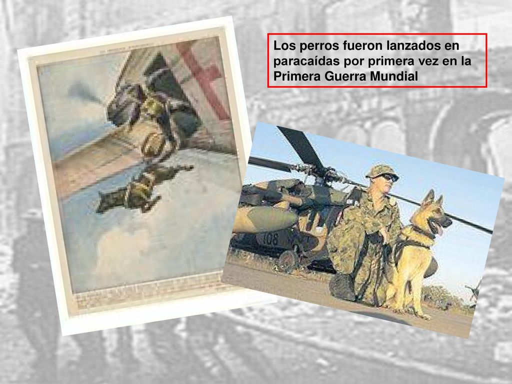 Los perros fueron lanzados en paracaídas por primera vez en la Primera Guerra Mundial
