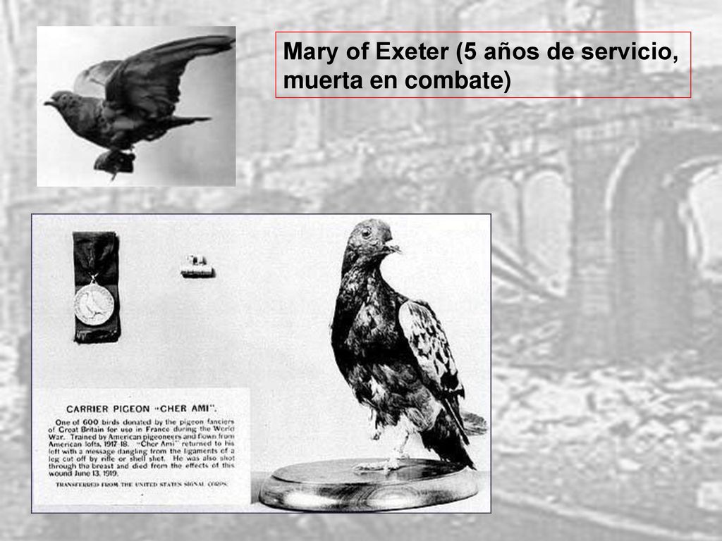 Mary of Exeter (5 años de servicio, muerta en combate)