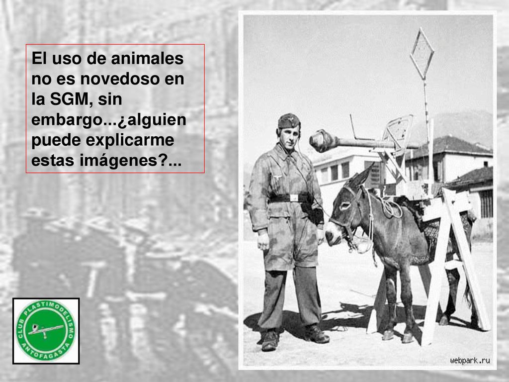 El uso de animales no es novedoso en la SGM, sin embargo