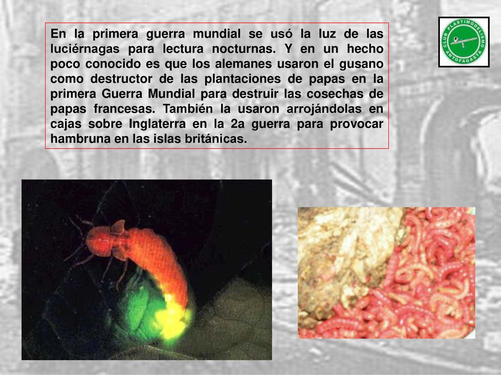 En la primera guerra mundial se usó la luz de las luciérnagas para lectura nocturnas.