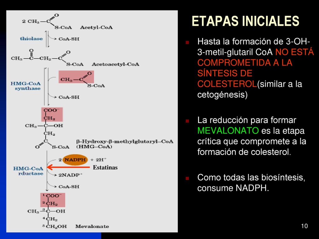 ETAPAS INICIALES Hasta la formación de 3-OH-3-metil-glutaril CoA NO ESTÁ COMPROMETIDA A LA SÍNTESIS DE COLESTEROL(similar a la cetogénesis)