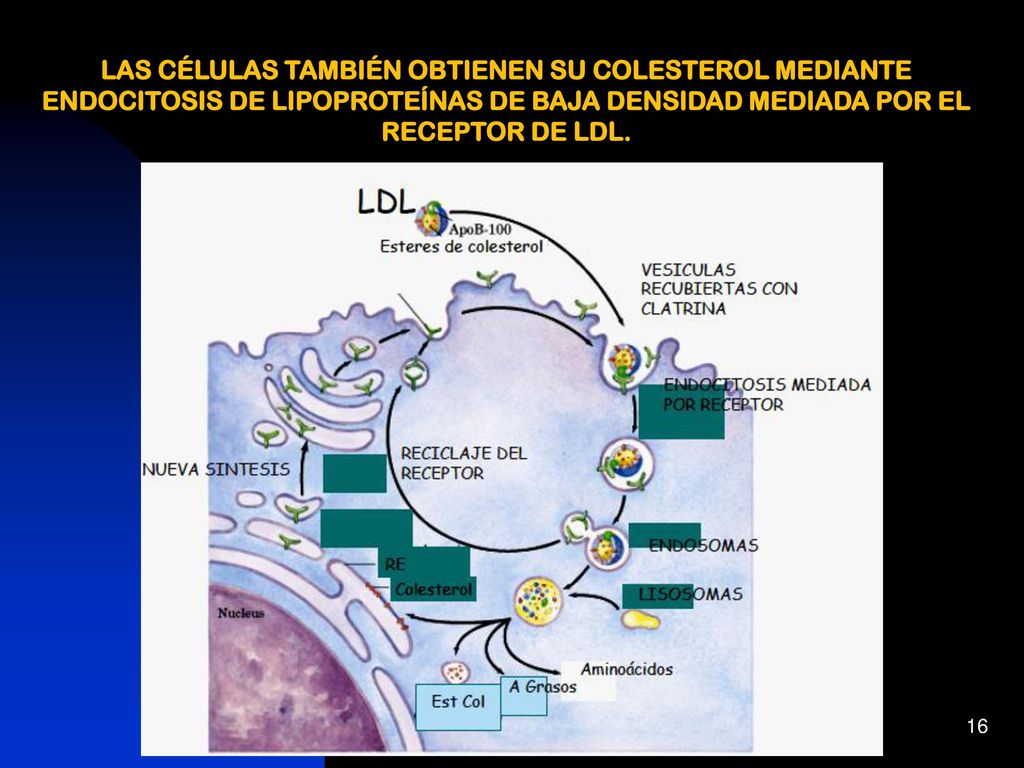 LAS CÉLULAS TAMBIÉN OBTIENEN SU COLESTEROL MEDIANTE ENDOCITOSIS DE LIPOPROTEÍNAS DE BAJA DENSIDAD MEDIADA POR EL RECEPTOR DE LDL.