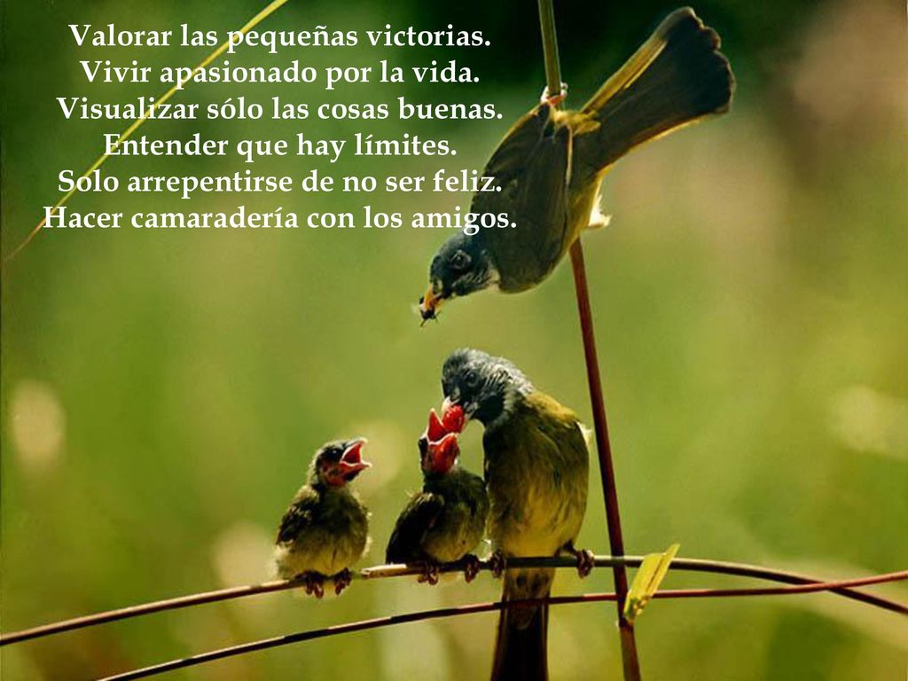 Valorar las pequeñas victorias. Vivir apasionado por la vida.