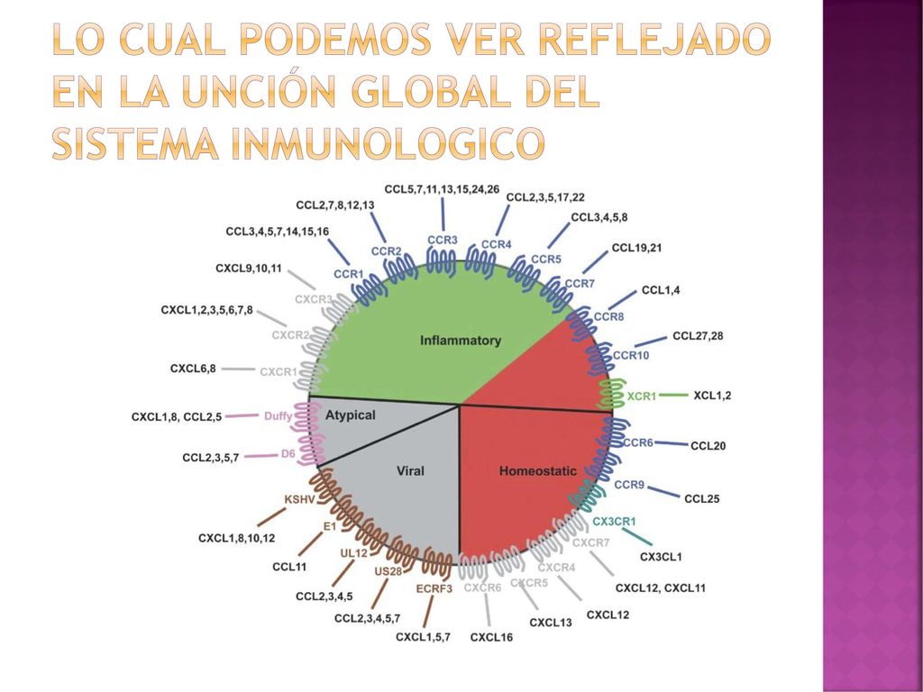 LO CUAL PODEMOS VER REFLEJADO EN LA UNCIÓN GLOBAL DEL SISTEMA INMUNOLOGICO