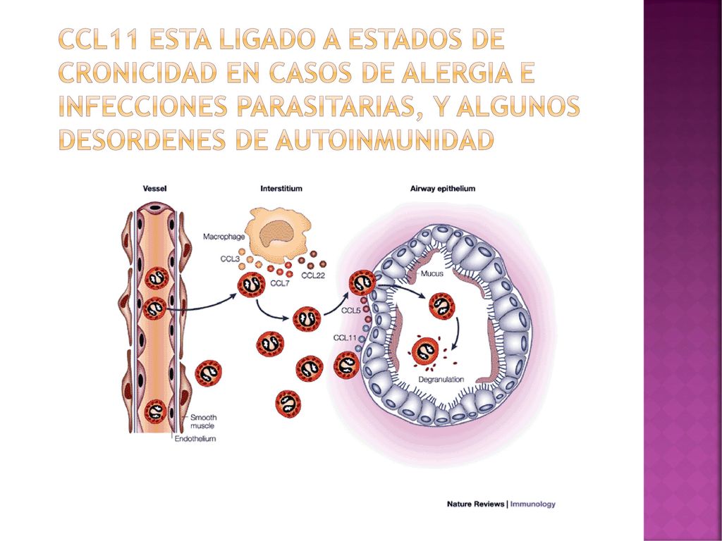 CCL11 ESTA LIGADO A ESTADOS DE CRONICIDAD EN CASOS DE ALERGIA E INFECCIONES PARASITARIAS, Y ALGUNOS DESORDENES DE AUTOINMUNIDAD