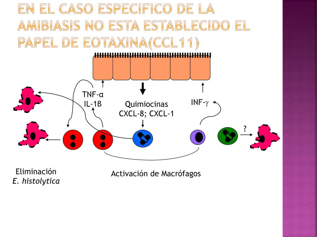EN EL CASO ESPECIFICO DE LA AMIBIASIS NO ESTA ESTABLECIDO EL PAPEL DE EOTAXINA(ccl11)