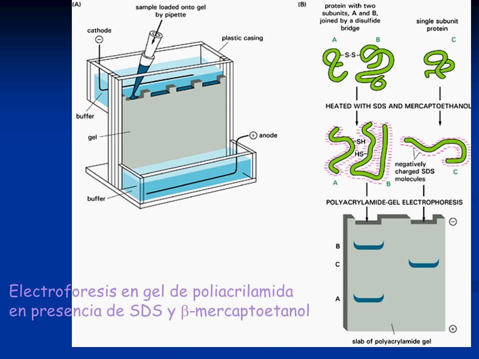 Electroforesis en gel de poliacrilamida