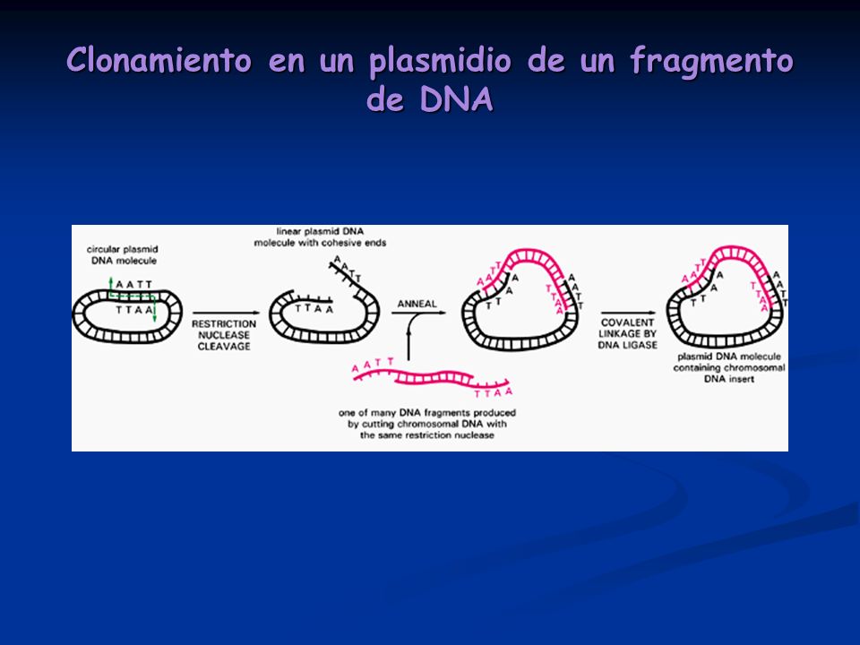 Clonamiento en un plasmidio de un fragmento de DNA