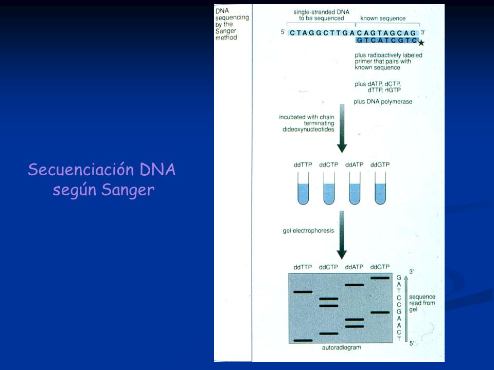 Secuenciación DNA según Sanger
