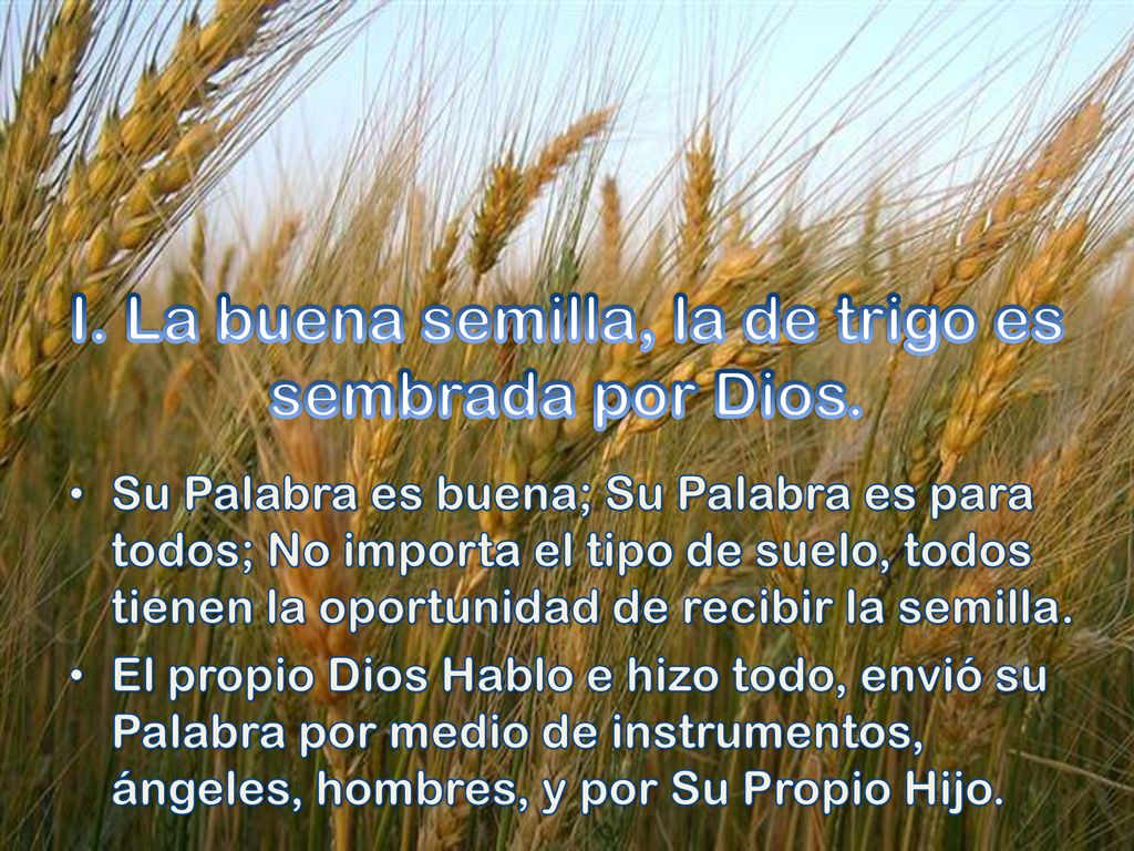 I. La buena semilla, la de trigo es sembrada por Dios.