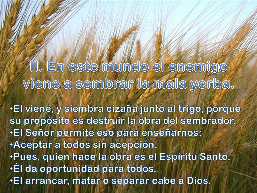 II. En este mundo el enemigo viene a sembrar la mala yerba.